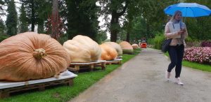 Jesen 2019 v Mozirskem gaju 2 Buče velikanke v Mozirskem gaju